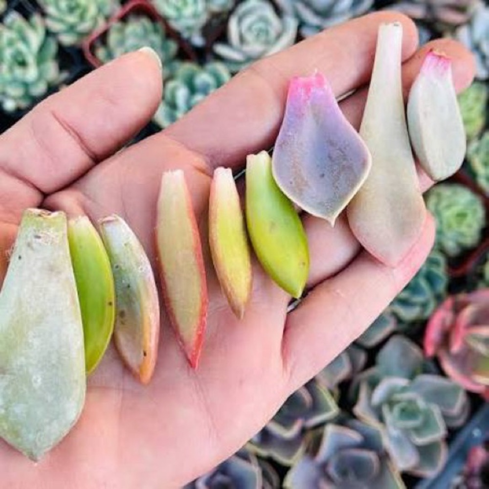 Colorful Succulent Cuttings